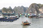 LAN HA  & HA LONG BAY DAY TOUR – KAYAKING – SWIMMING – SEAFOOD LUNCH