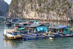 Discover the Real Lan Ha Bay - Full-Day Adventure by Local Boat & Kayak